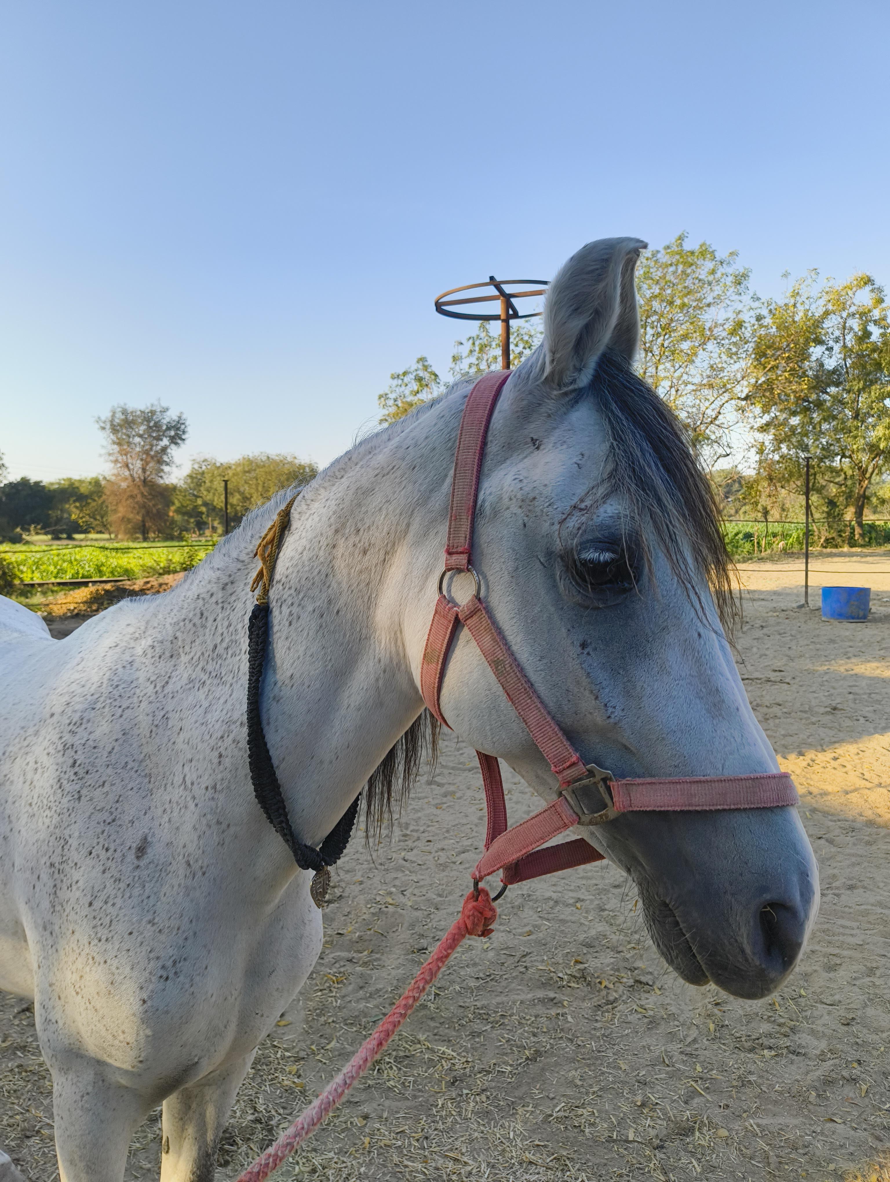 Kathiawadi — portrait