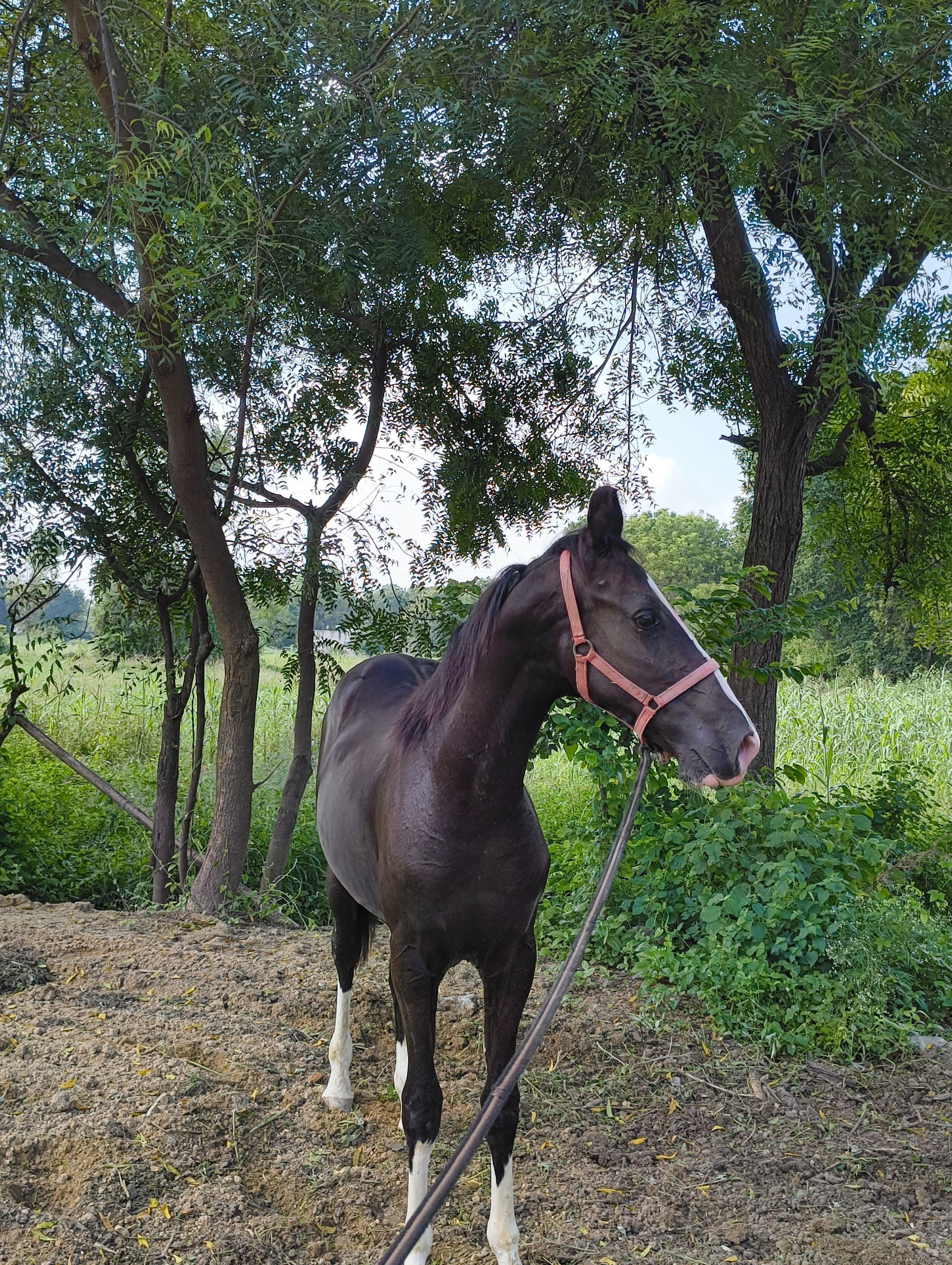 Marwari — portrait